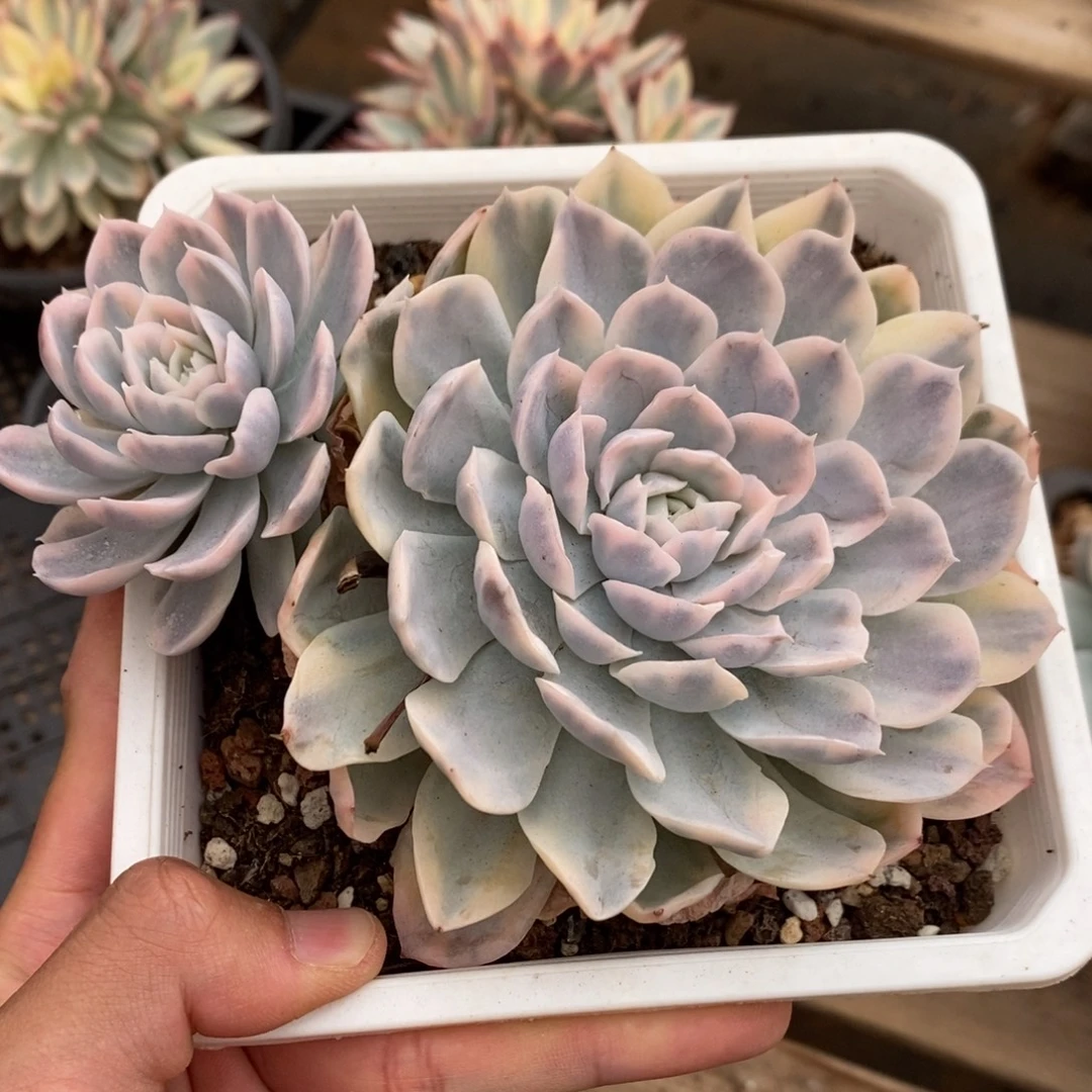 雪球锦多肉植物8752