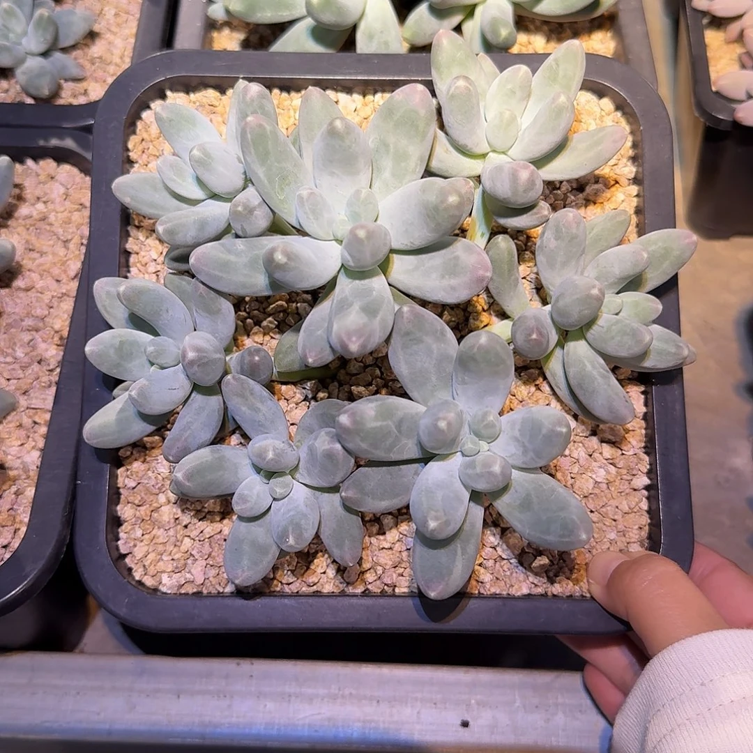 乌拉奶整无砍群生