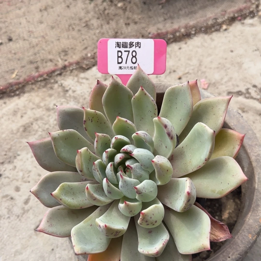 多肉植物111111111111