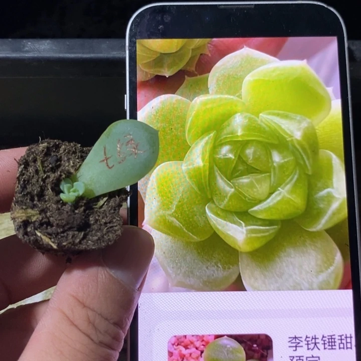 穴盘绿甜心芽苗一个