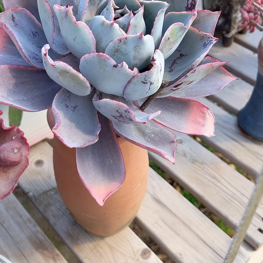 周**装晚霞多肉植物脱土