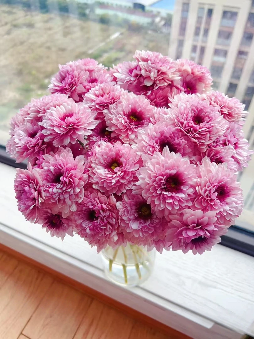 【波多利粉】多头鲜花小菊云南昆明基地直发精品鲜家庭水养插花