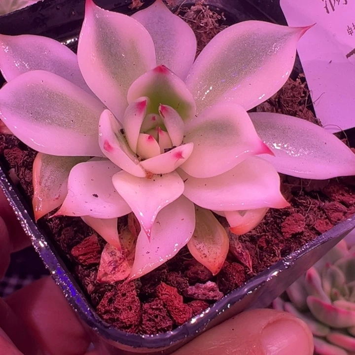 吉娃娃锦多肉植物1963