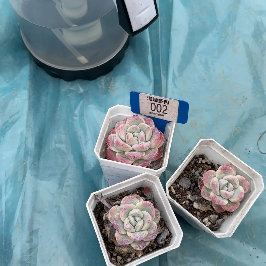 多肉植物，冰玉三盆带棚带土¥9.9