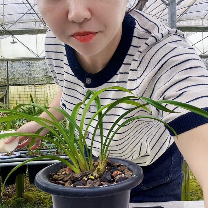 思***苑完全开放建兰小生