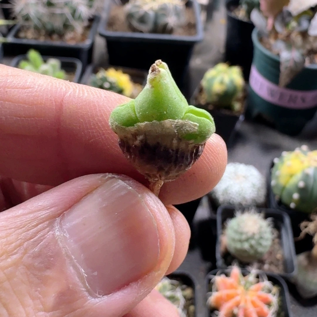 843碧光环脱土发货