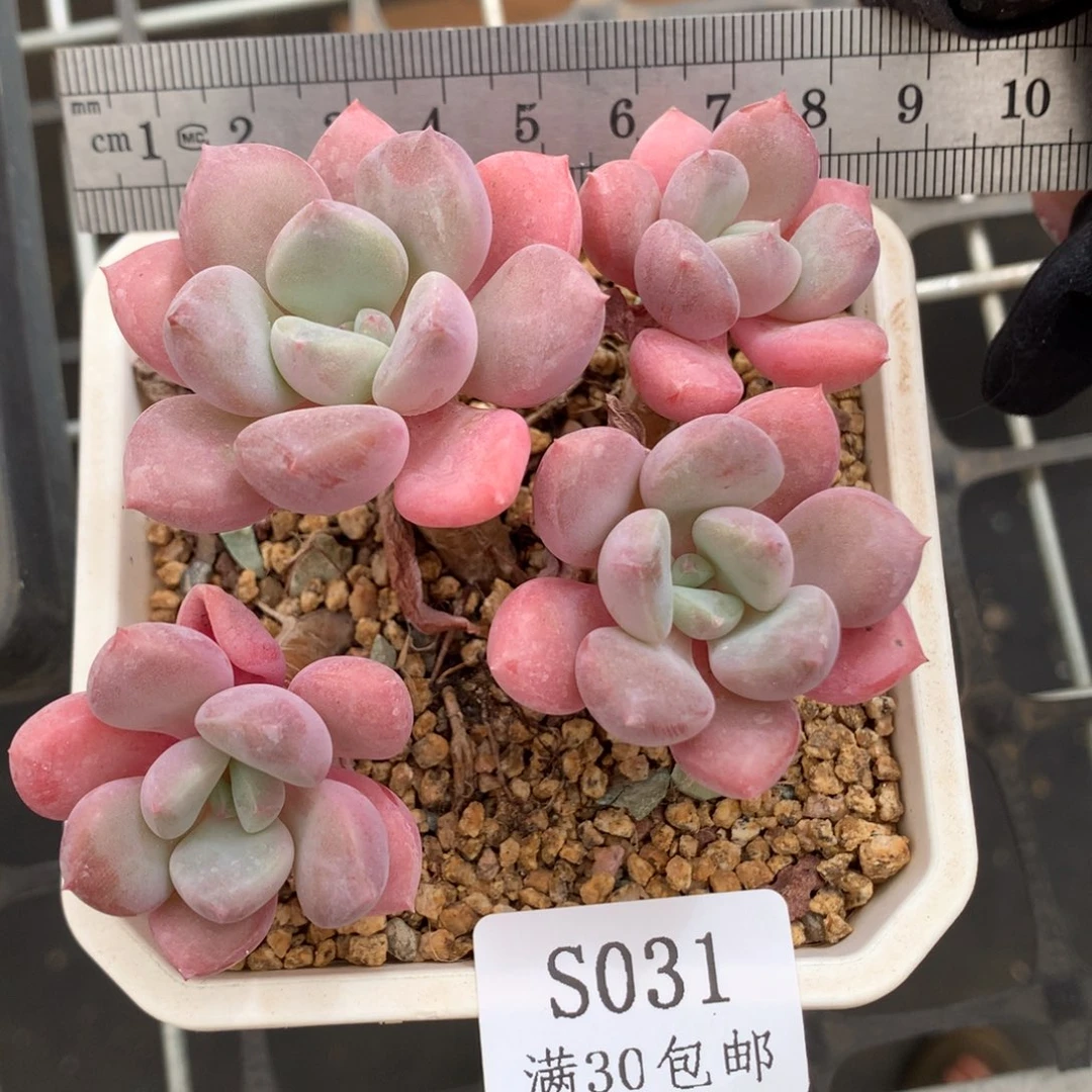 31。树桩花斑鹿。四头。