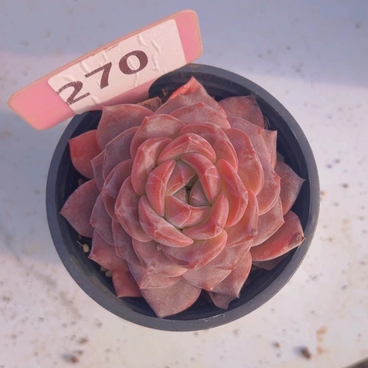 健健康康平平安安