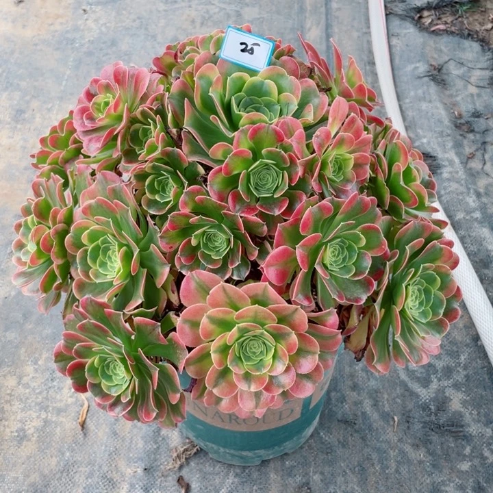 25老庄多肉法师特斯拉