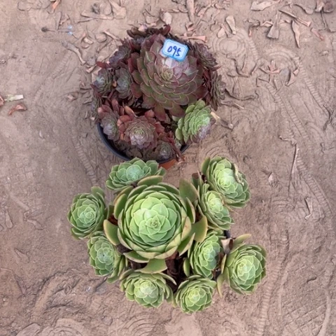 095多肉植物组合，