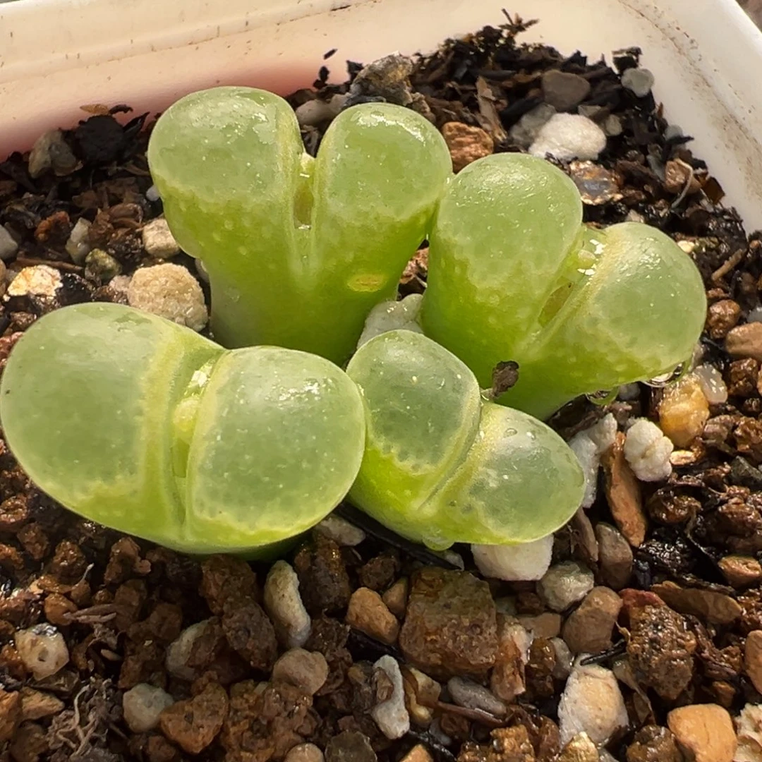 粉芭比多肉植物盆栽