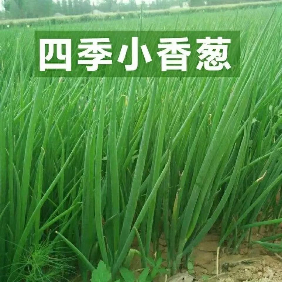 【满5包包邮】四季小香葱种子四季易种小葱籽阳台室内盆栽庭院蔬菜
