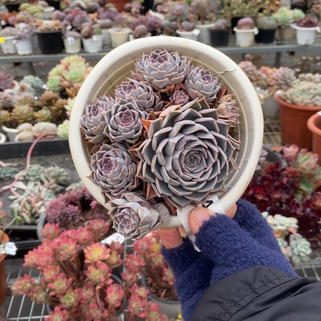 468欧版海琳娜一物一拍