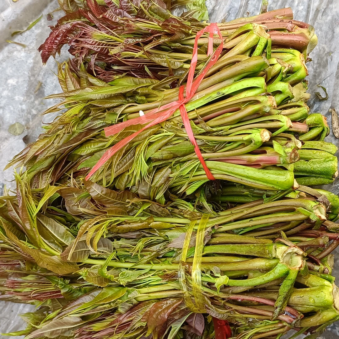《赶场链接》贵州高山农家自种  椿芽菜