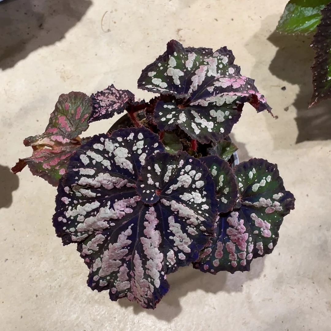 无花朵嗨皮秋海棠