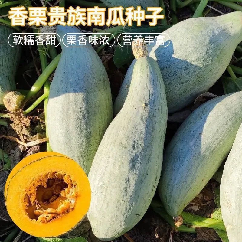 冰糖南瓜种子甘甜干面家庭园艺四季春秋种植家用蔬菜瓜果种子籽YL