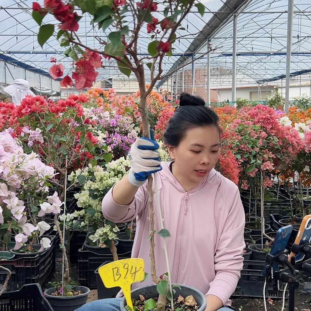 一***甜大部分花苞少量开放B94不甜