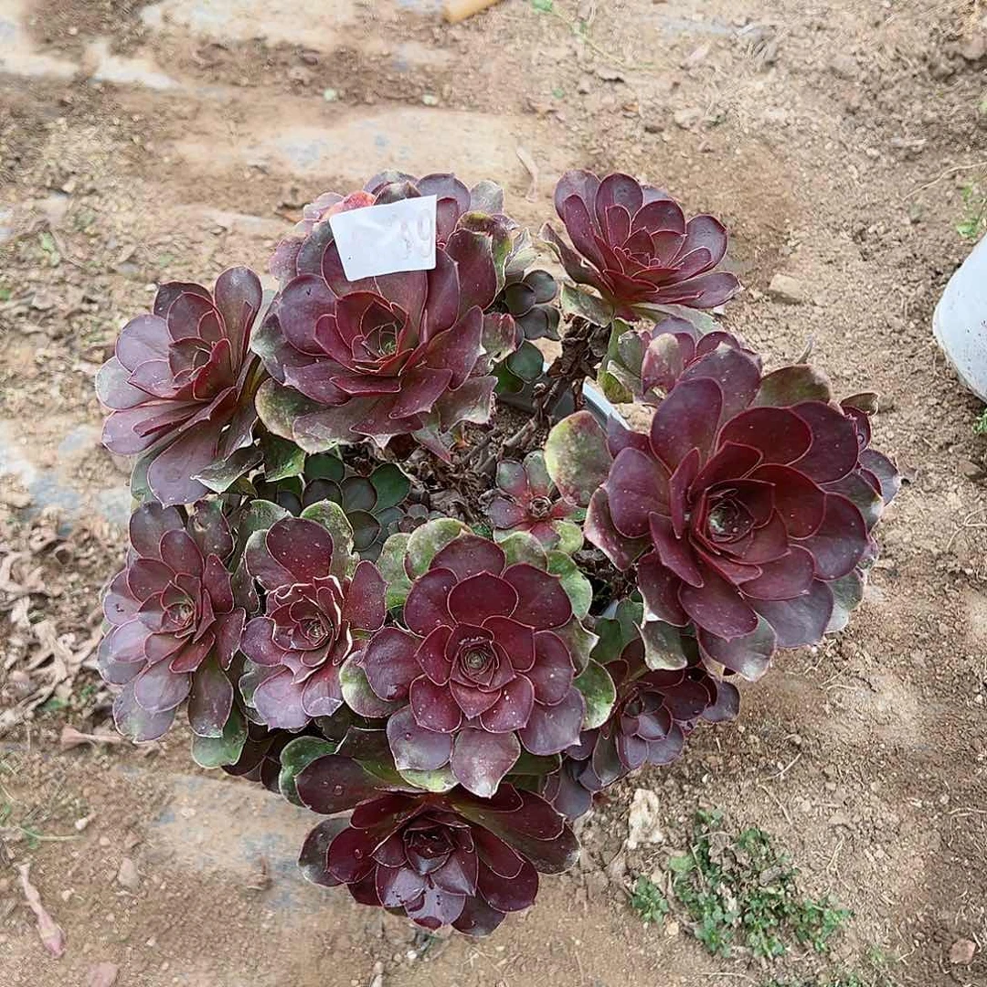 紫砂茶宠魅金玫瑰朵朵539