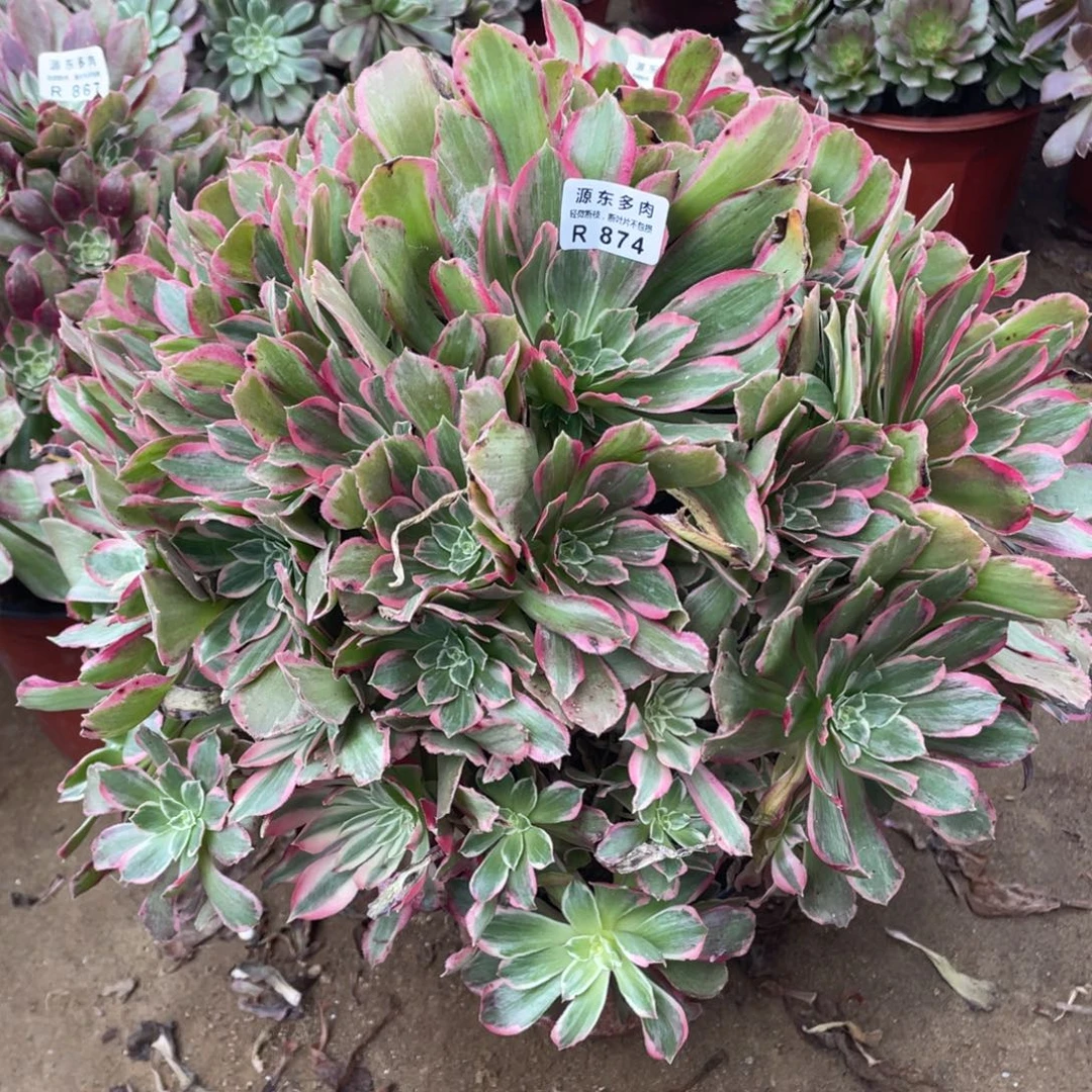 874浣纱多肉法师断枝不包