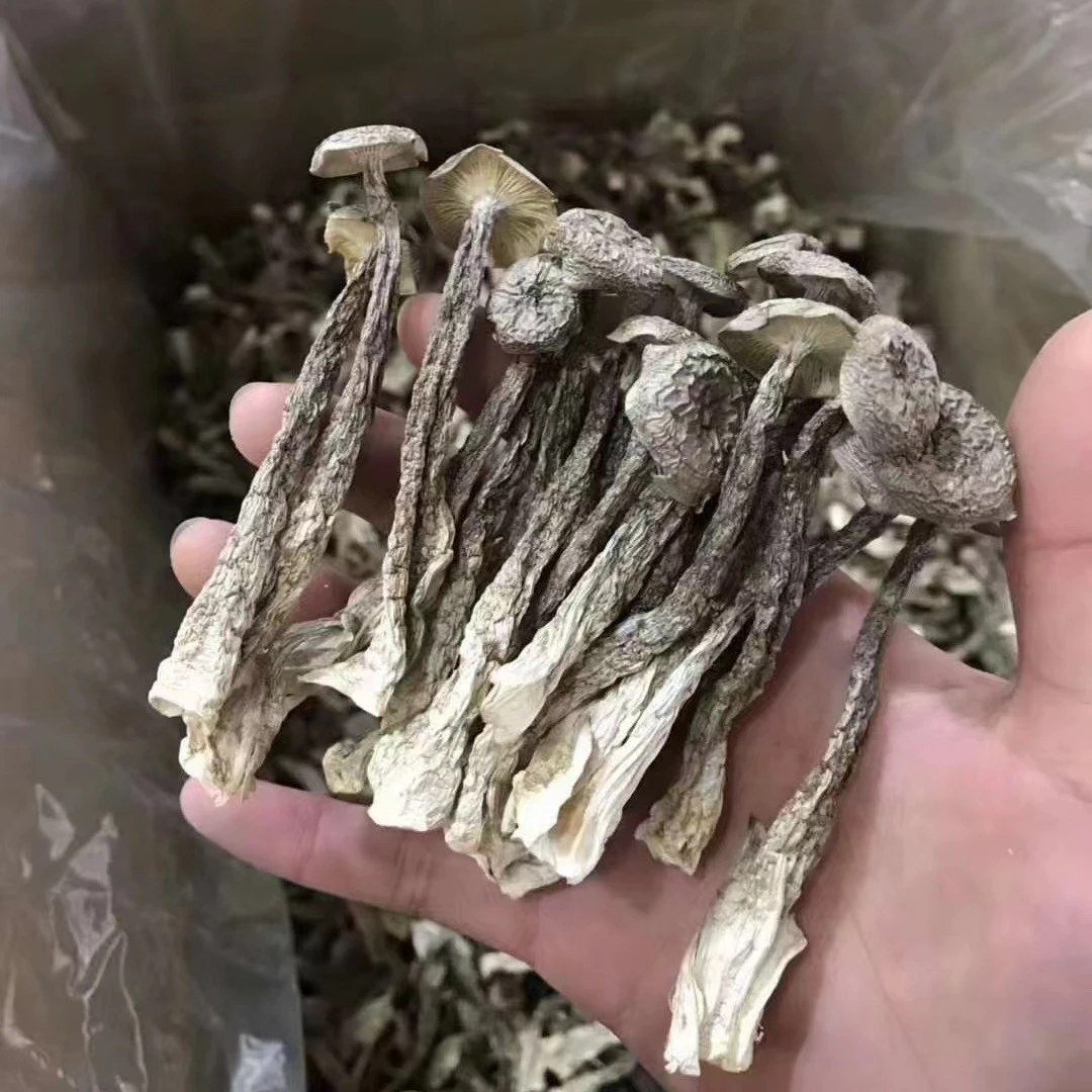 【干鹿茸菇】灵璧本地鹿茸菇