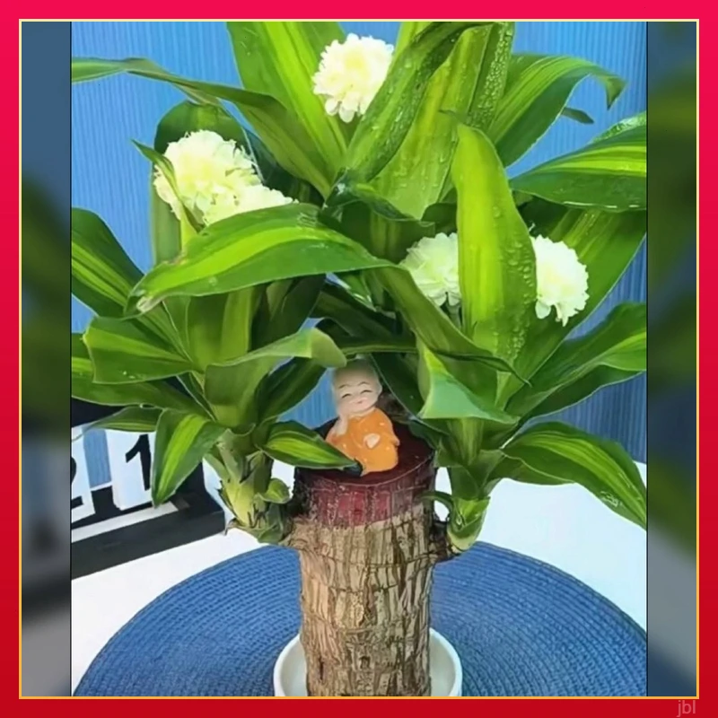 巴西木四季发带芽孢加粗加高巴西木特粗好养活可开花家用花卉盆栽