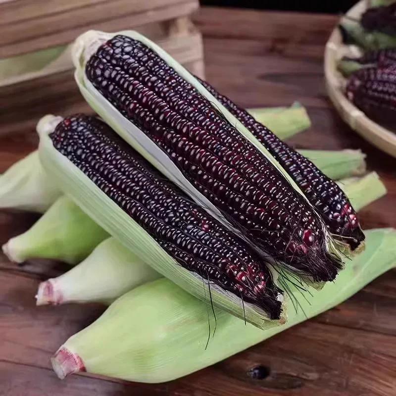 【黑甜玉米】露天种植新鲜现摘2025年应季尝鲜包邮整箱花青素