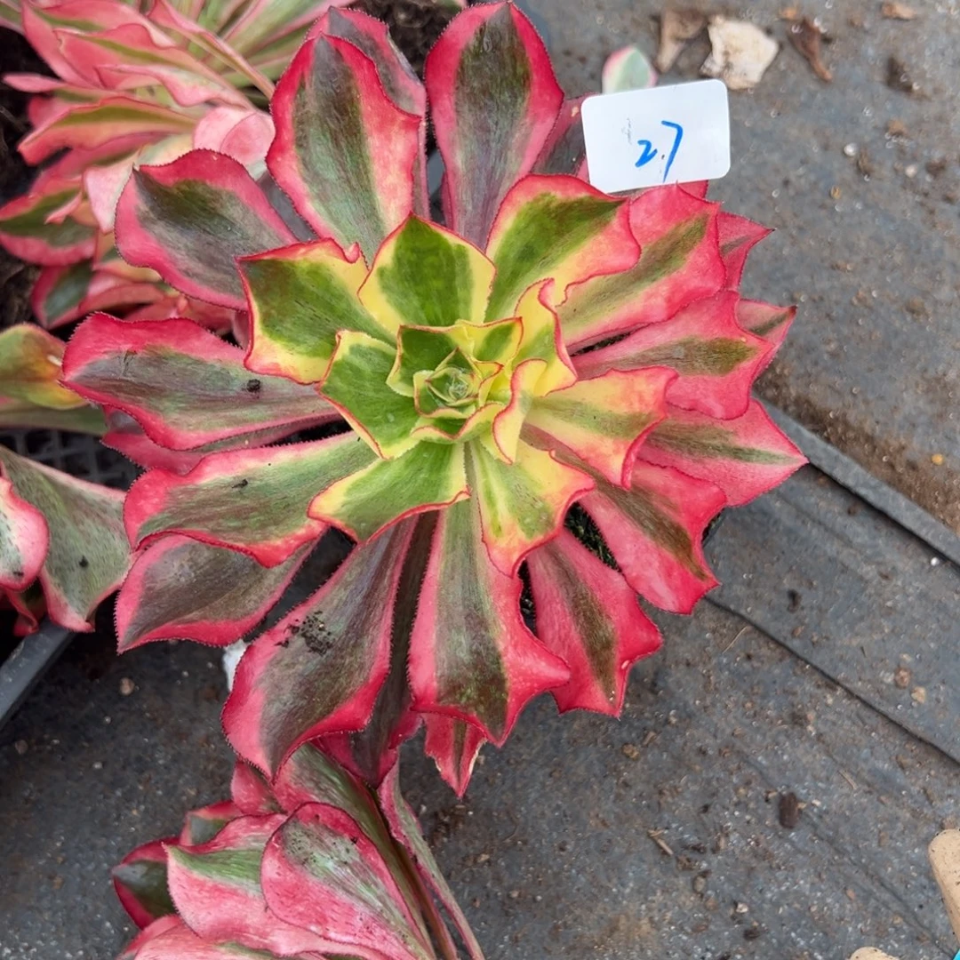 27魅影一颗9.9多肉系