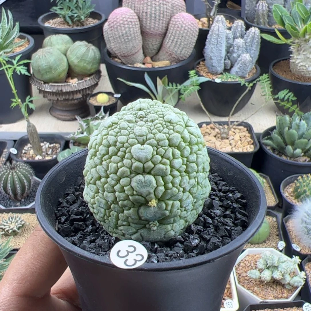 凝蹄玉实生一物一拍带盆发