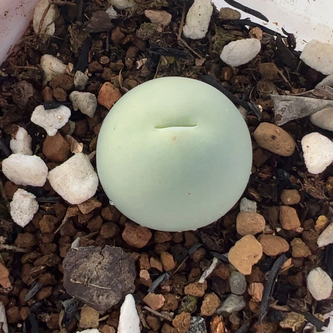 081多肉植物纤维