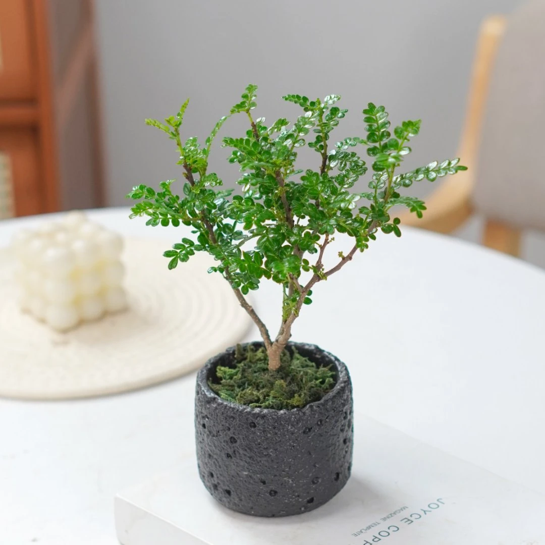 清香胡椒木懒人盆栽花卉植物驱蚊草办公桌盆景净化空气绿植清香木