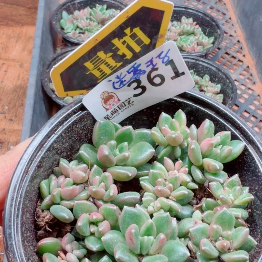 多肉植物多肉植物