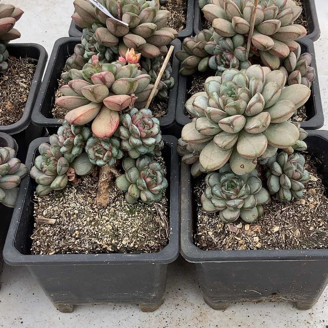 27-24葡萄随机手捧