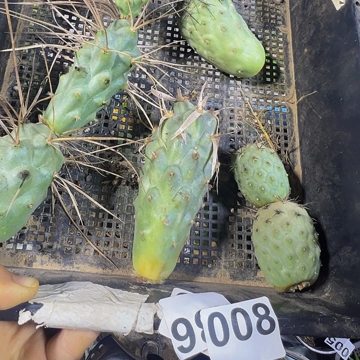 一盘习侧呀008仙人球