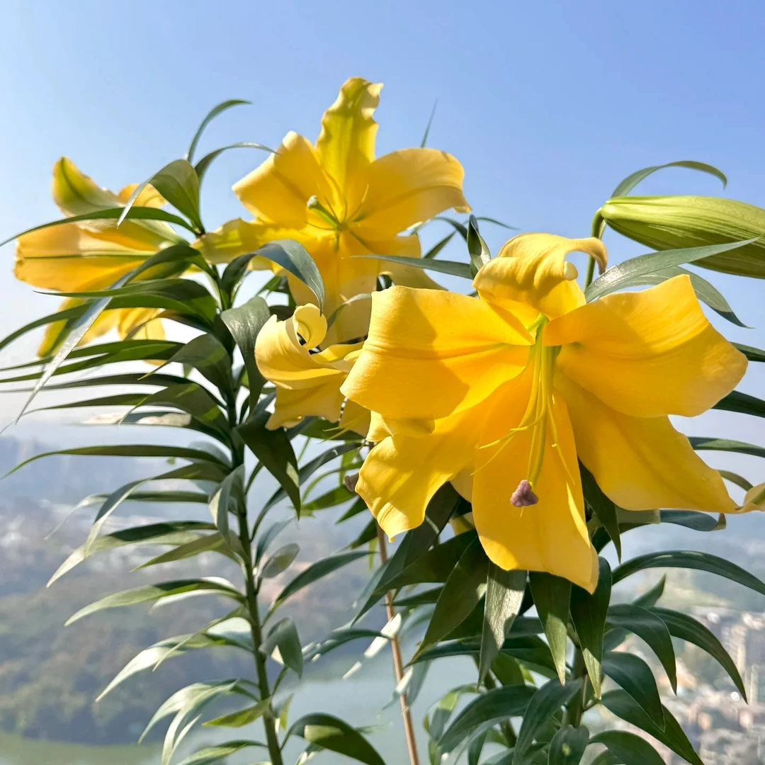 一颗《皇帝》单瓣香水百合种球荷兰进口四季可种