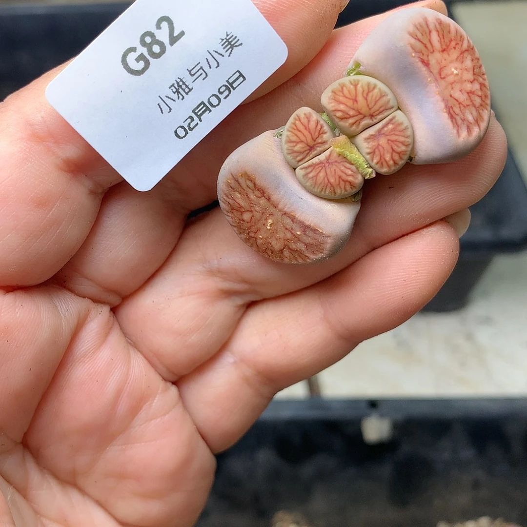 G82多肉植物保护研究所