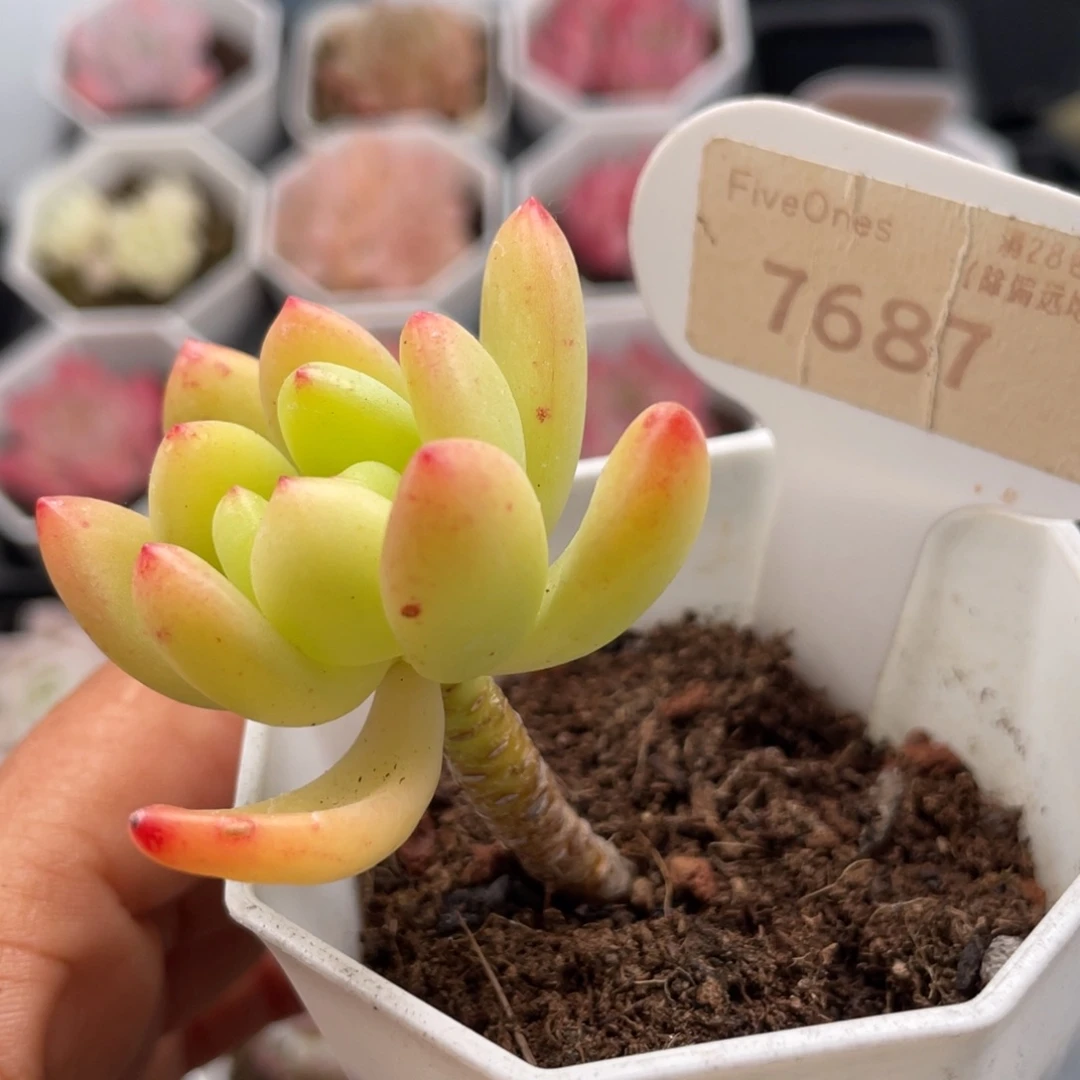 春萌7687-4.5厘米