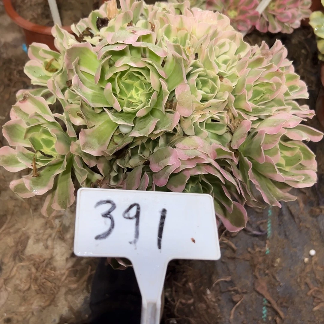 多肉植物白风法师391