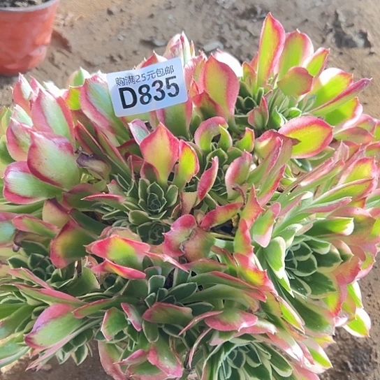 爱****肉多肉植物一个