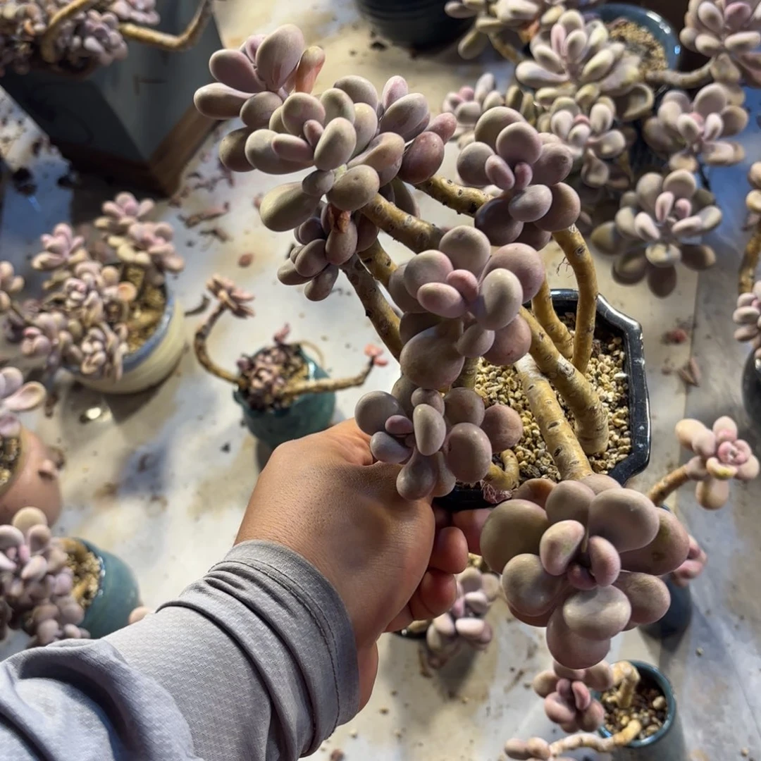 琴*z51号老庄多肉植物