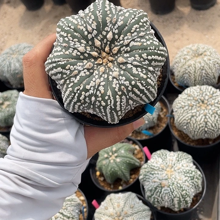 海星瑕疵特价款福利