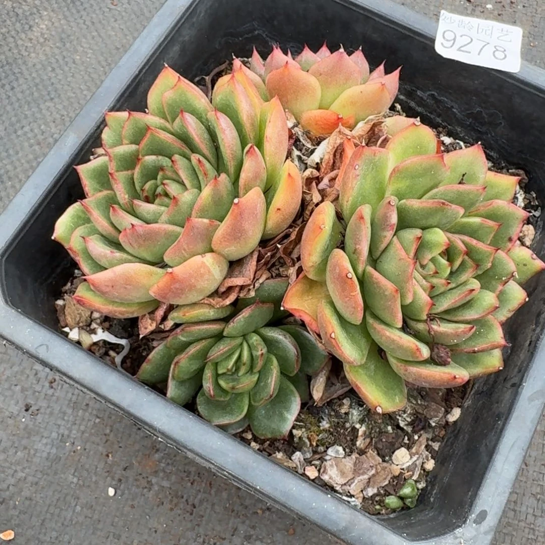 叮***59278杂交多肉植物基地