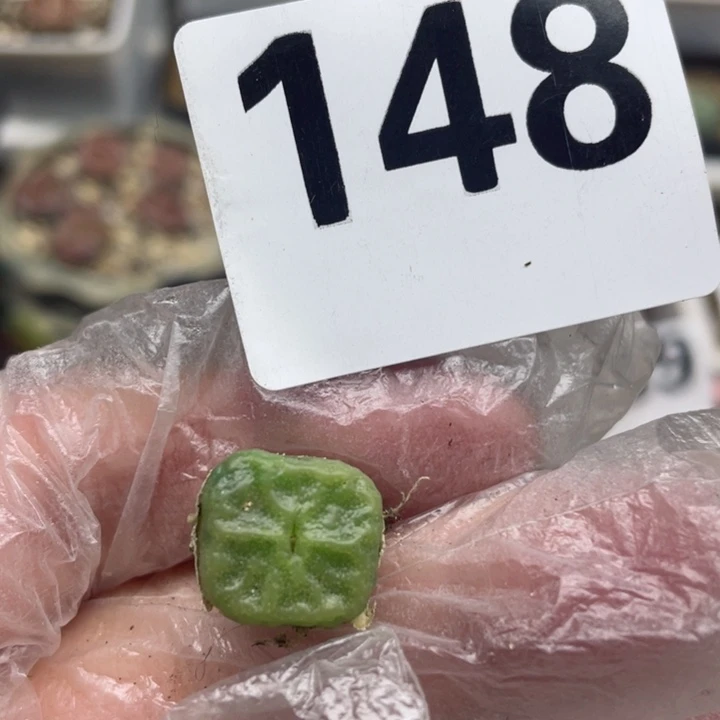 148方烧零下拍保温