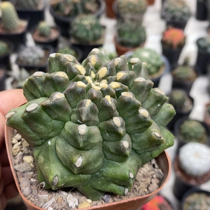 龟甲牡丹特价福利