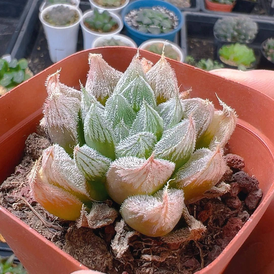 白狐狸玉露多肉多肉多肉