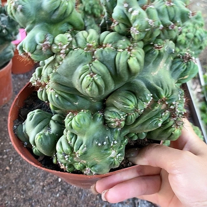 1**5花花草草花花草草