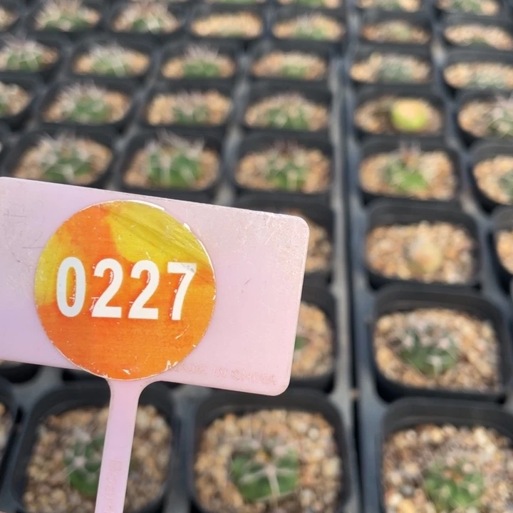 E***.实生仙人球02270000