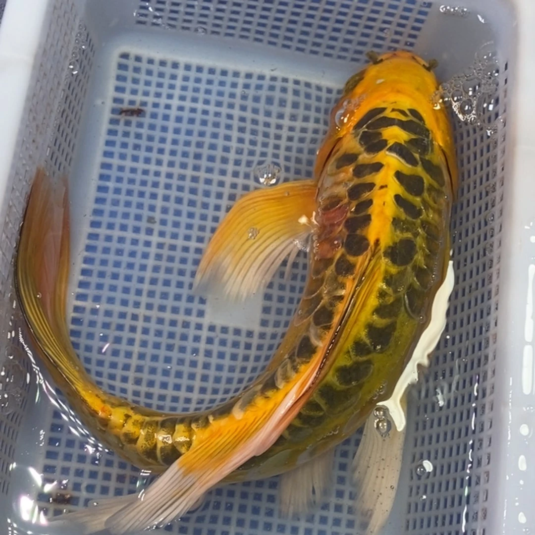 海水鱼冷水锦鲤包邮