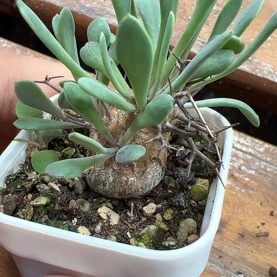 黒傀殿 小方花圃一单包邮
