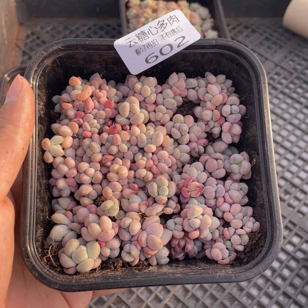 云糖心多肉植物602