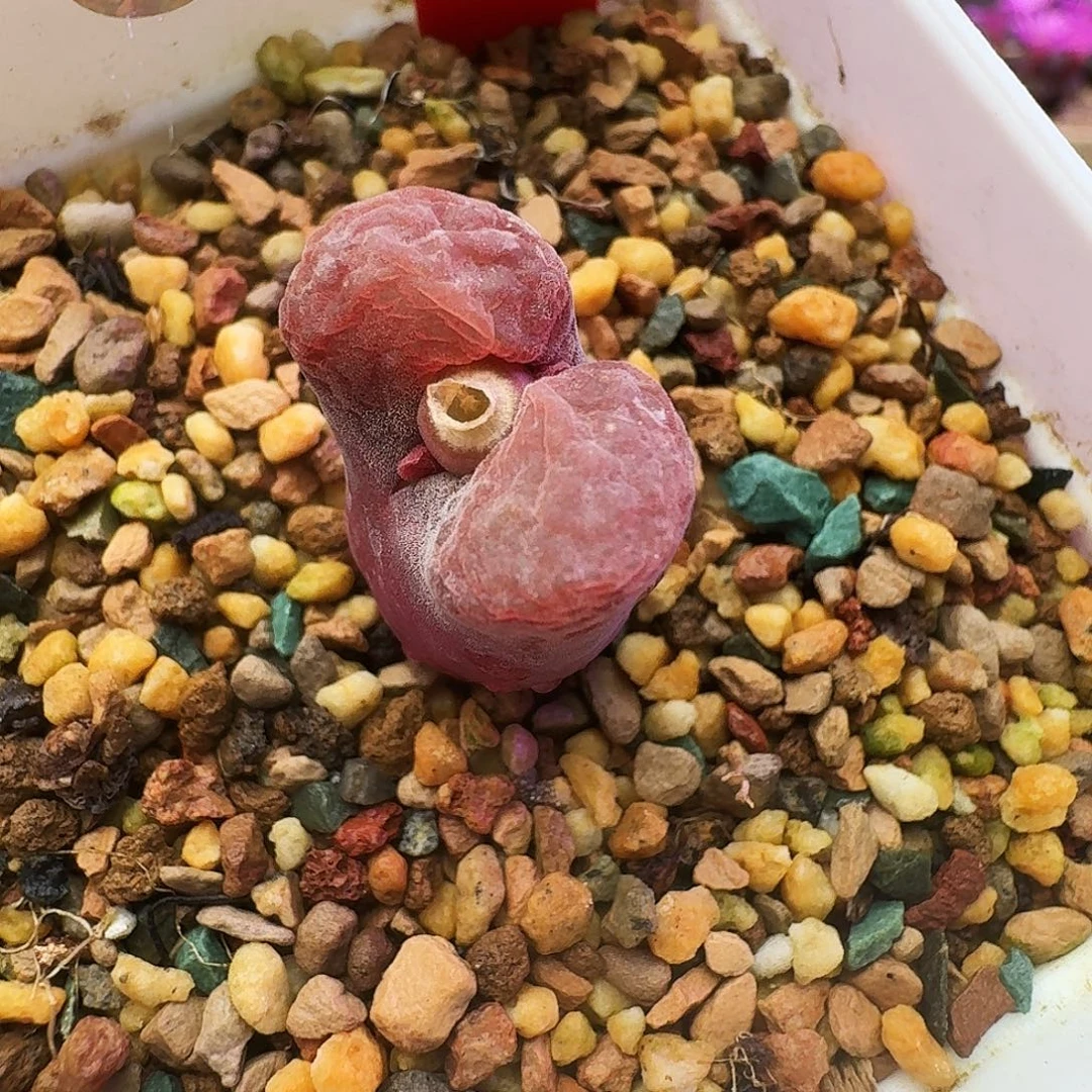 多肉植物福利风铃751